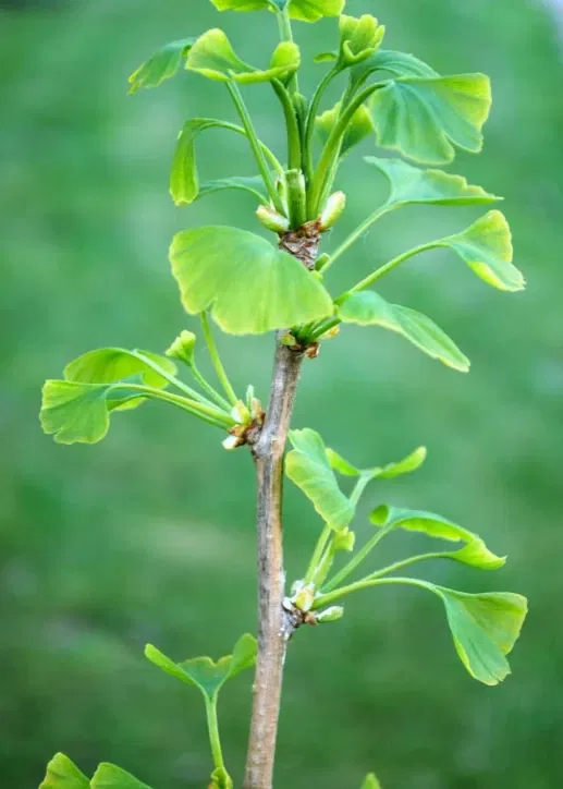 Ginkgo Biloba