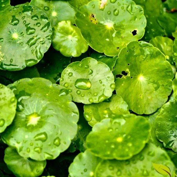 Centella Asiática