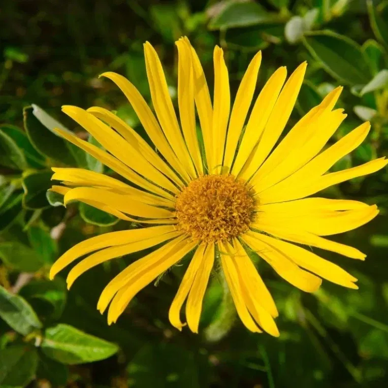 Arnica