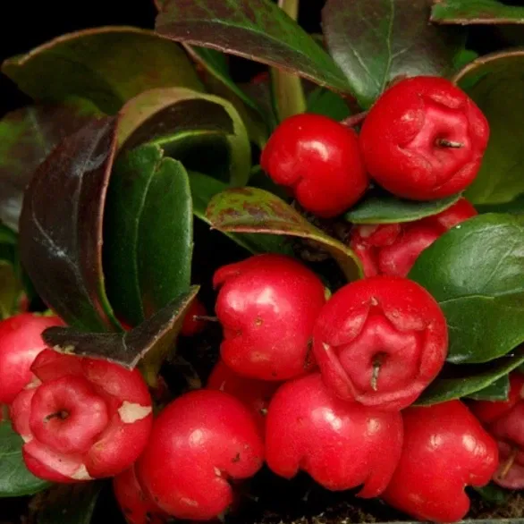 Salicilato de Metila